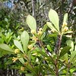 Pittosporum dzumacense Квітка