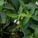 Solanum chenopodioides Цветок