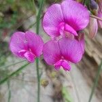 Lathyrus latifolius Blüte