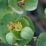 Euphorbia nicaeensis 果實