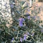 Teucrium fruticansList