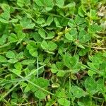 Trifolium subterraneum Blad