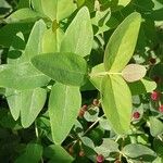 Hypericum bupleuroides Leaf