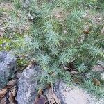 Juniperus oxycedrus Hábito