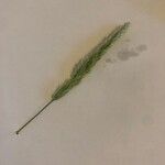 Trisetum paniceum 葉