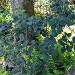 Cotoneaster integerrimus Libunga