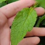 Symphytum caucasicum Folha