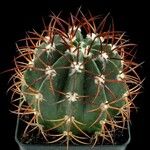 Melocactus levitestatus Hábito