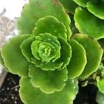 Sedum spurium 葉