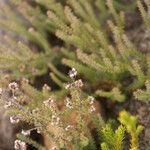 Erica galioides Flor