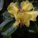 Rhododendron chrysodoron