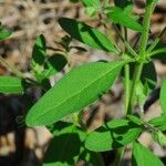 Trichostema dichotomum Hoja