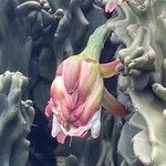 Cereus hildmannianus Çiçek