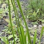 Allium angulosum Bark