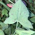 Rumex scutatus Hoja