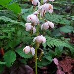 Pyrola elliptica 花