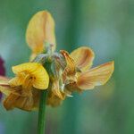 Hippocrepis scorpioides Virág