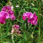 Lathyrus latifoliusLorea