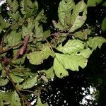 Combretum laxum 葉