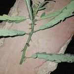 Phyllanthus urinaria 葉