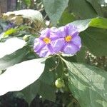 Solanum laciniatum Květ