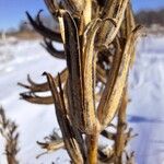 Oenothera biennisFruit