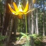 Lilium canadense Fleur