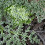 Lomatium dasycarpum Foglia