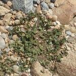Trifolium suffocatum Libunga