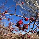 Crataegus laciniata Frukt