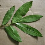 Ouratea decagyna Leaf