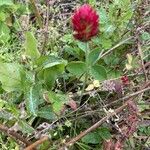 Trifolium incarnatumFlower