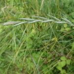 Elytrigia x laxa Fula