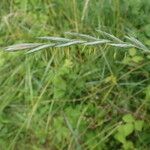 Elytrigia x laxa Blomma