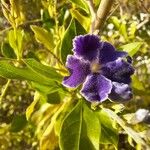 Duranta erecta പുഷ്പം