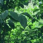 Cornus macrophylla Leaf