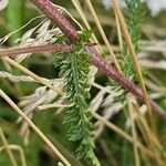 Achillea nobilis 葉