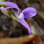 Viola canina Kukka