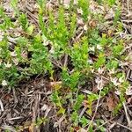 Vaccinium macrocarpon Облик