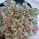 Sedum spurium 叶