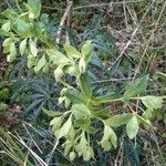 Helleborus foetidus Hábito