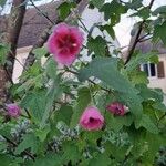 Anisodontea capensis Fleur