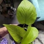 Epipremnum aureum Leaf