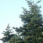 Abies cephalonica Outro