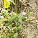 Ranunculus millefoliatus Leaf