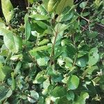 Myrceugenia exsucca Hoja