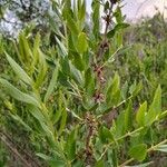 Coriaria myrtifolia Blatt