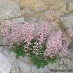 Heuchera caespitosa Celota