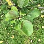 Pyrus ussuriensis Leaf