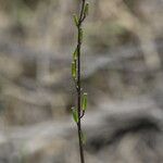 Triglochin laxiflora Bloem